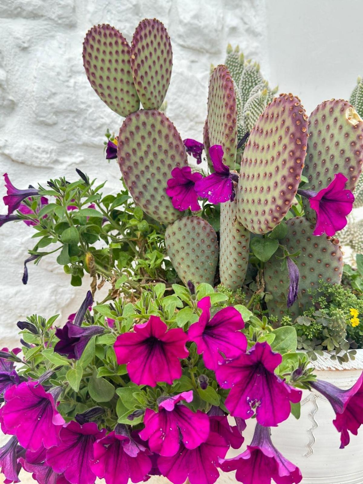 Trulli Resort Aia Piccola Alberobello Eksteriør billede